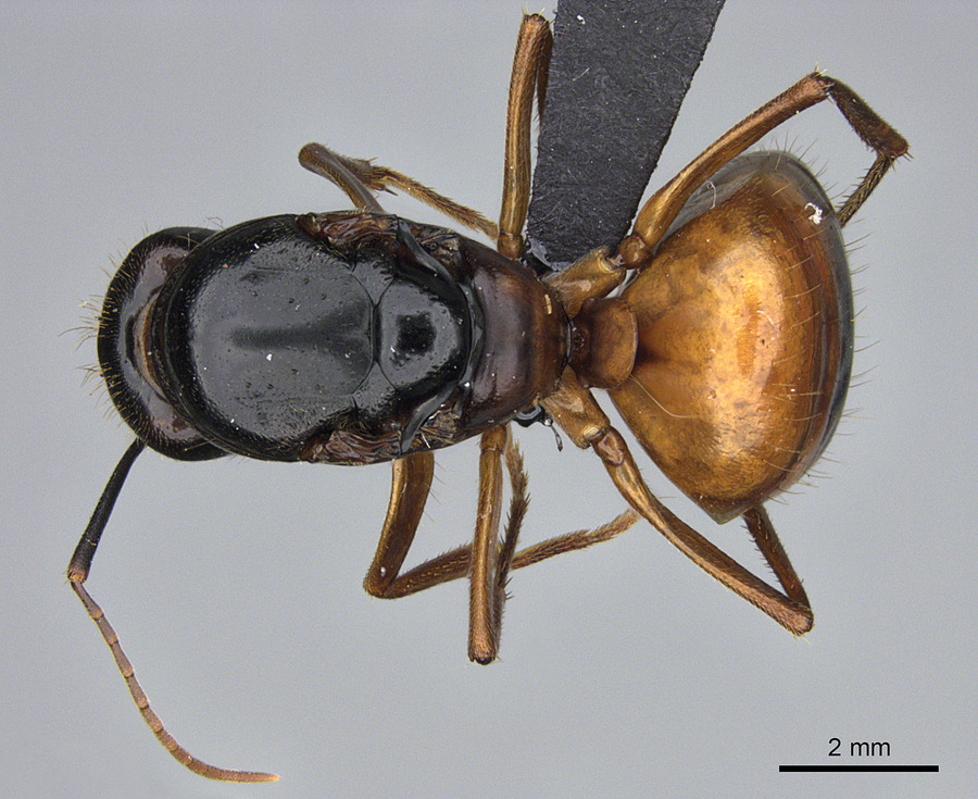 Queen specimen photo of Camponotus semitestaceus, dorsal, 1 of 3