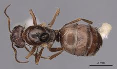 Queen specimen photo of Formica francoeuri, dorsal, 1 of 3