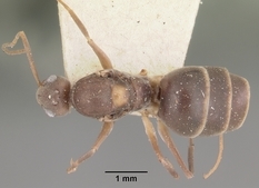Queen specimen photo of Paratrechina longicornis, dorsal, 1 of 3