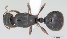 Queen specimen photo of Tetramorium tsushimae, dorsal, 1 of 3