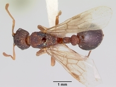 Queen specimen photo of Myrmica lobicornis, dorsal, 1 of 3