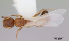 Queen specimen photo of Cardiocondyla mauritanica, dorsal, 1 of 3