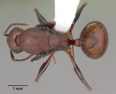 Queen specimen photo of Aphaenogaster lamellidens, dorsal, 1 of 3