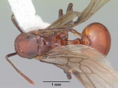 Queen specimen photo of Aphaenogaster tennesseensis, dorsal, 1 of 3