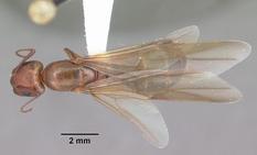 Queen specimen photo of Camponotus decipiens, dorsal, 1 of 3