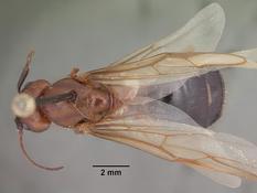 Queen specimen photo of Camponotus floridanus, dorsal, 1 of 3