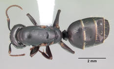 Queen specimen photo of Camponotus nearcticus, dorsal, 1 of 3