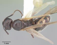 Queen specimen photo of Camponotus sexguttatus, dorsal, 1 of 3