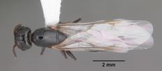 Queen specimen photo of Crematogaster ashmeadi, dorsal, 1 of 3