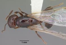 Queen specimen photo of Crematogaster cerasi, dorsal, 1 of 3