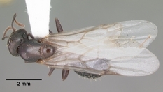 Queen specimen photo of Crematogaster lineolata, dorsal, 1 of 3