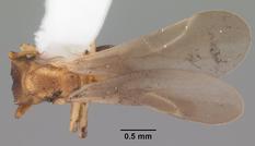 Queen specimen photo of Cyphomyrmex minutus, dorsal, 1 of 3