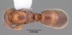 Queen specimen photo of Proceratium silaceum, dorsal, 1 of 3