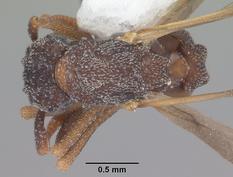 Queen specimen photo of Cyphomyrmex rimosus, dorsal, 1 of 3