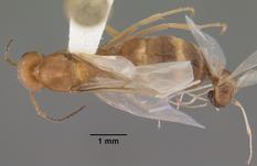 Queen specimen photo of Dorymyrmex bureni, dorsal, 1 of 3