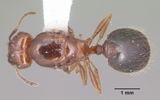 Queen specimen photo of Pheidole dentata, dorsal, 1 of 3