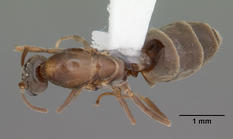Queen specimen photo of Linepithema humile, dorsal, 1 of 3