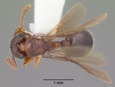 Queen specimen photo of Myrmecina americana, dorsal, 1 of 3