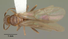 Queen specimen photo of Nylanderia faisonensis, dorsal, 1 of 3