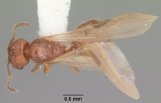 Queen specimen photo of Pheidole dentigula, dorsal, 1 of 3