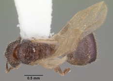 Queen specimen photo of Pheidole flavens, dorsal, 1 of 3