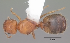 Queen specimen photo of Pheidole floridana, dorsal, 1 of 3
