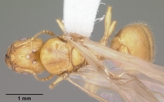 Queen specimen photo of Pheidole tysoni, dorsal, 1 of 3