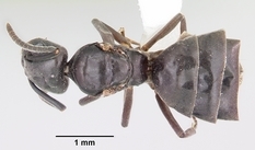 Queen specimen photo of Tapinoma sessile, dorsal, 1 of 3