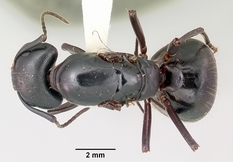 Queen specimen photo of Camponotus pennsylvanicus, dorsal, 1 of 3