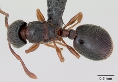 Queen specimen photo of Myrmecina graminicola, dorsal, 1 of 3