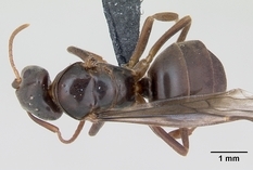 Queen specimen photo of Lasius meridionalis, dorsal, 1 of 3