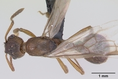 Queen specimen photo of Myrmica ruginodis, dorsal, 1 of 3