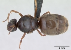 Queen specimen photo of Lasius psammophilus, dorsal, 1 of 3
