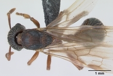 Queen specimen photo of Myrmica schencki, dorsal, 1 of 3