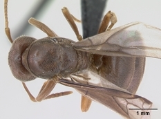 Queen specimen photo of Lasius distinguendus, dorsal, 1 of 3