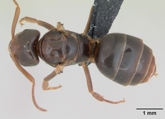 Queen specimen photo of Lasius jensi, dorsal, 1 of 3