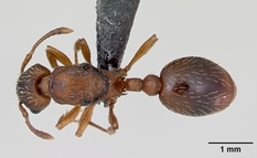 Queen specimen photo of Myrmica rugulosa, dorsal, 1 of 3