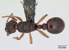 Queen specimen photo of Myrmica scabrinodis, dorsal, 1 of 3
