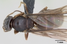 Queen specimen photo of Lasius brunneus, dorsal, 1 of 3