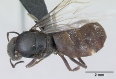 Queen specimen photo of Lasius platythorax, dorsal, 1 of 3