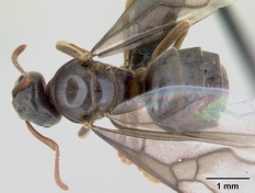 Queen specimen photo of Lasius mixtus, dorsal, 1 of 3