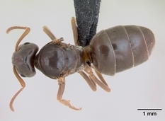 Queen specimen photo of Lasius sabularum, dorsal, 1 of 3