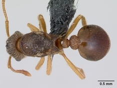 Queen specimen photo of Myrmica karavajevi, dorsal, 1 of 3
