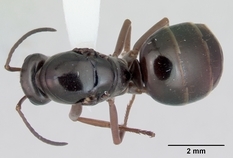 Queen specimen photo of Formica subaenescens, dorsal, 1 of 3