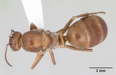 Queen specimen photo of Formica incerta, dorsal, 1 of 3