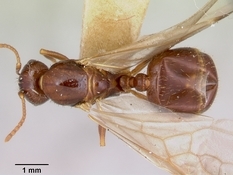 Queen specimen photo of Aphaenogaster occidentalis, dorsal, 1 of 3