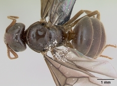 Queen specimen photo of Lasius umbratus, dorsal, 1 of 3