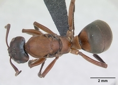 Queen specimen photo of Formica sanguinea, dorsal, 1 of 3