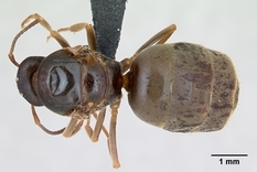 Queen specimen photo of Lasius alienus, dorsal, 1 of 3
