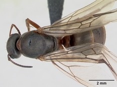 Queen specimen photo of Formica cunicularia, dorsal, 1 of 3